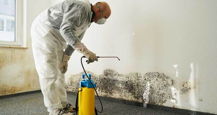 Hire a Mold Removal Service for Your Mold Infestation Problem